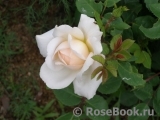 Crocus Rose® Crocus Rose®