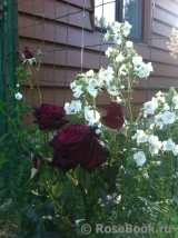 Black Baccara Black Baccara