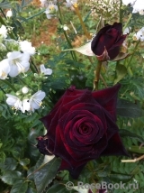 Black Baccara Black Baccara