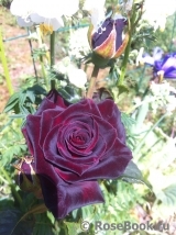 Black Baccara Black Baccara