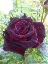 Black Baccara Black Baccara