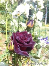 Black Baccara Black Baccara