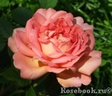 Jubilee Celebration® Jubilee Celebration®