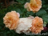 Sangerhauser Jubilaumsrose Sangerhauser Jubilaumsrose