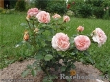 Sangerhauser Jubilaumsrose Sangerhauser Jubilaumsrose
