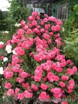 Rosarium Uetersen Rosarium Uetersen