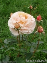 Sangerhauser Jubilaumsrose Sangerhauser Jubilaumsrose
