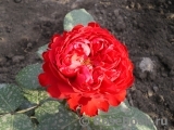 Traviata Traviata