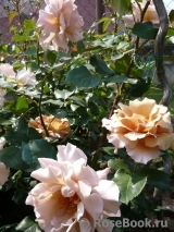 Julia's Rose Julia's Rose