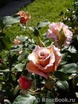 Julia's Rose Julia's Rose