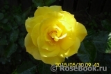 Golden Delight Golden Delight