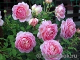 Jubilee Celebration® Jubilee Celebration®