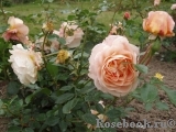 Sangerhauser Jubilaumsrose Sangerhauser Jubilaumsrose