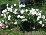 Schneewittchen Schneewittchen