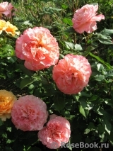 Augusta Luise Augusta Luise