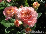 Augusta Luise Augusta Luise