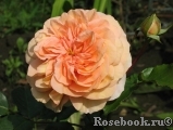 Sangerhauser Jubilaumsrose Sangerhauser Jubilaumsrose