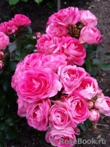 Cerise Flower Circus ® Cerise Flower Circus ®