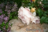 Sangerhauser Jubilaumsrose Sangerhauser Jubilaumsrose