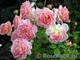 Jubilee Celebration® Jubilee Celebration®