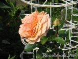 Sangerhauser Jubilaumsrose Sangerhauser Jubilaumsrose