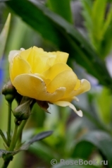 Golden Border Golden Border