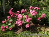 Rosarium Uetersen Rosarium Uetersen