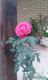 Johann Wolfgang von Goethe Rose® Johann Wolfgang von Goethe Rose®