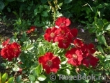 Bienenweide Rot Bienenweide Rot