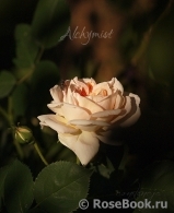 Alchymist Alchymist