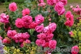 Rosarium Uetersen Rosarium Uetersen