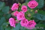 Lovely Lydia® Lovely Lydia®