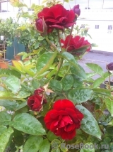 Rose de Fleurie ® Rose de Fleurie ®