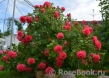 Rosarium Uetersen Rosarium Uetersen