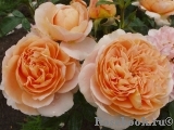 Sangerhauser Jubilaumsrose Sangerhauser Jubilaumsrose