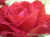 Red Intuition