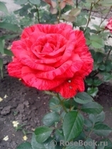 Red Intuition Red Intuition