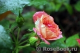 Starlet®-Rose Carmen® Starlet®-Rose Carmen®