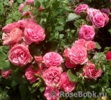 Baronesse Baronesse