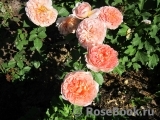 Abraham Darby