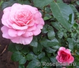 Tickled Pink Tickled Pink