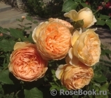 Crown Princess Margareta® Crown Princess Margareta®