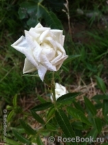 Witte Koster Witte Koster