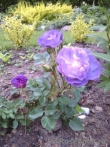 Blue for You Blue for You