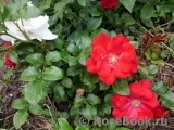 Austriana ® Austriana ®
