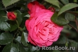 Rosanna Rosanna