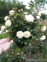 Crocus Rose® Crocus Rose®