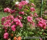 Elmshorn Elmshorn
