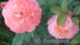 Augusta Luise Augusta Luise