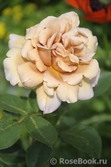 Julia's Rose Julia's Rose